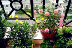 <b>室內風水適合擺放什么植物？</b>